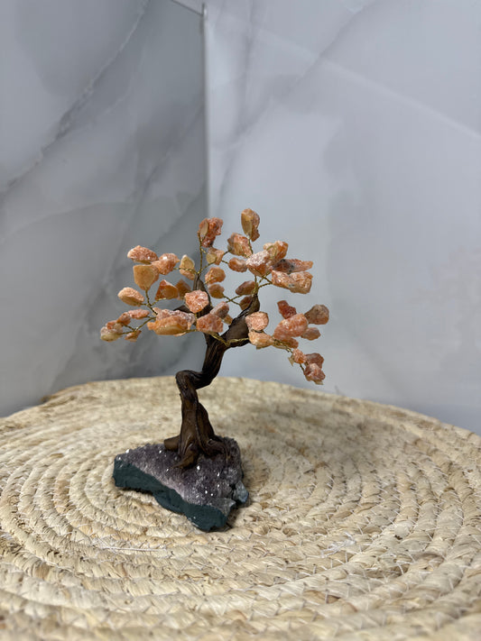 Orchidee calciet boom
