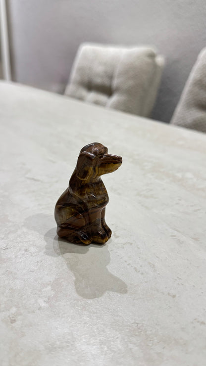 Hond in Tijgeroog